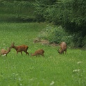 Chevreuils au chalet - 014